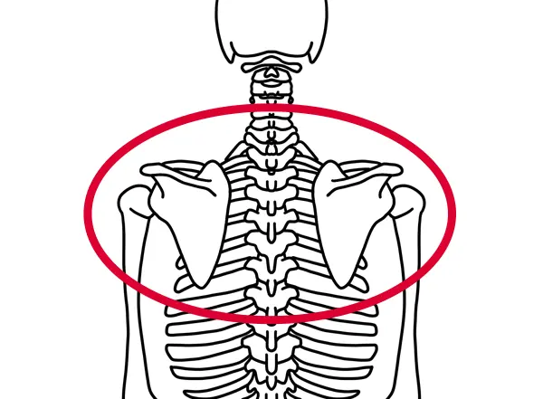 肩甲骨の図解