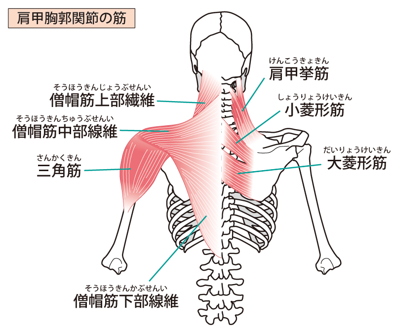 首や肩まわりの筋肉図解イラスト