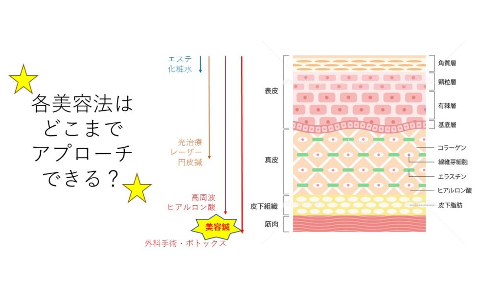 各美容法は肌のどこまでアプローチできる？図解