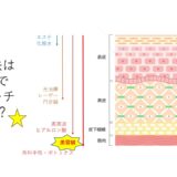 美容鍼が他の美容法・美容医療より優れている点は？